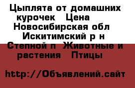 Цыплята от домашних курочек › Цена ­ 60 - Новосибирская обл., Искитимский р-н, Степной п. Животные и растения » Птицы   